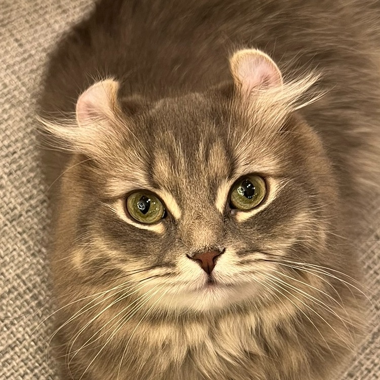 よもぎ